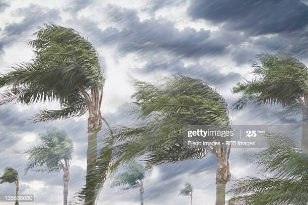 hurricane trees blowing