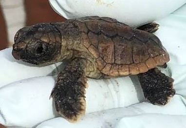 turtle nest dig sept 11 (16)