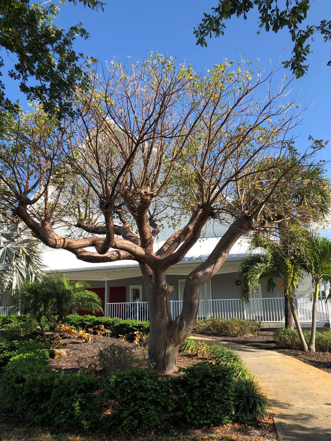 gumbo limbo tree chapel beside TH march 2021