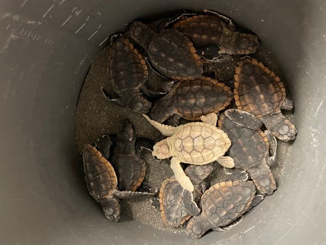 Hatchlings from BB_0711_2021 (1)