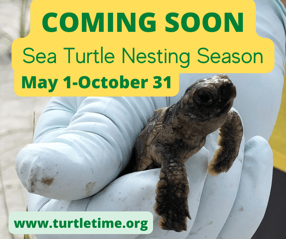 COMING SOON Sea Turtle Nesting Season