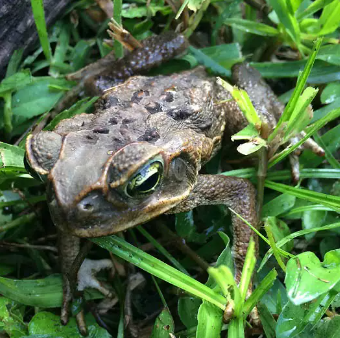 cane toad FWC
