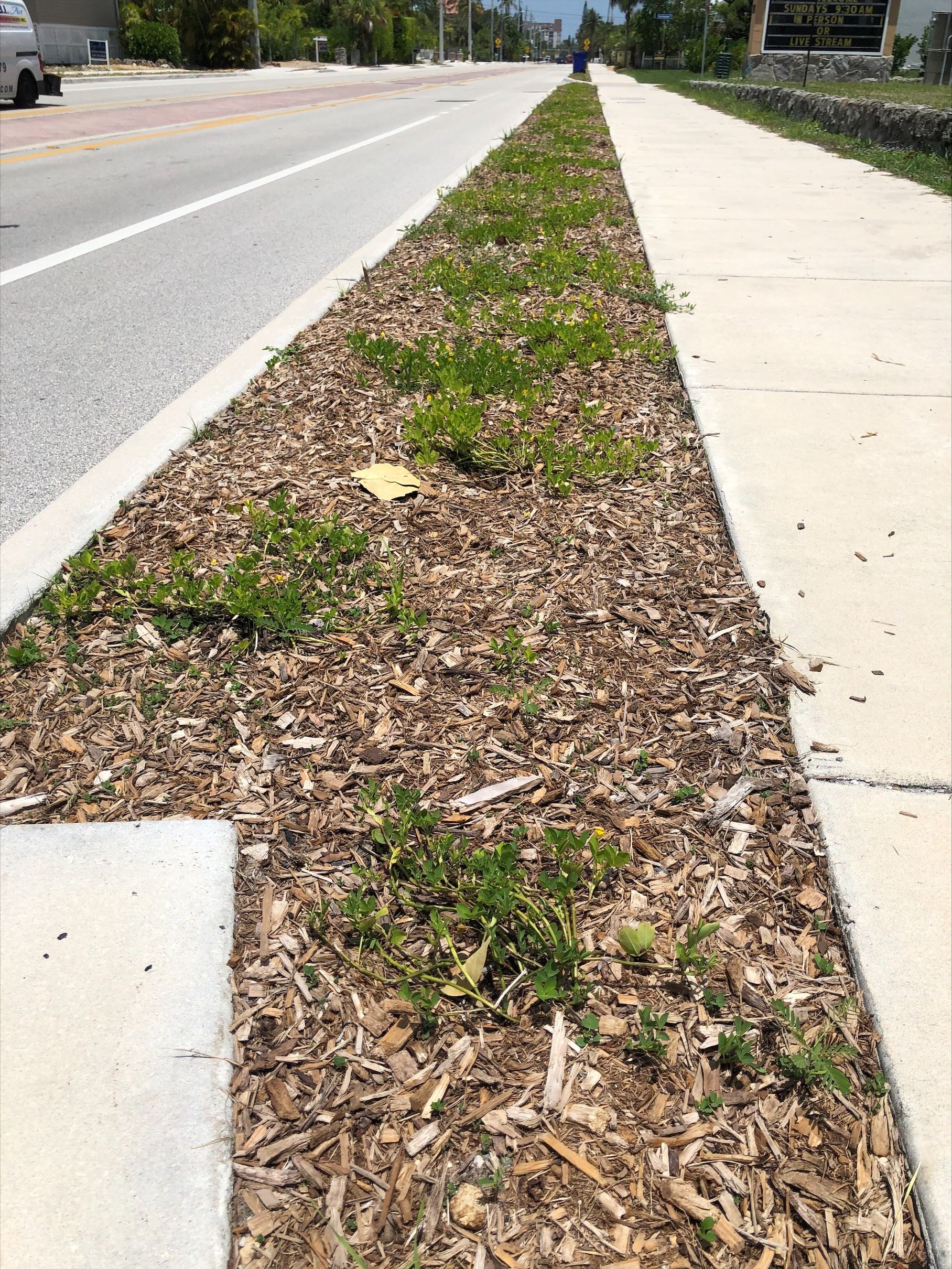 plants along estero boulevard july 2022