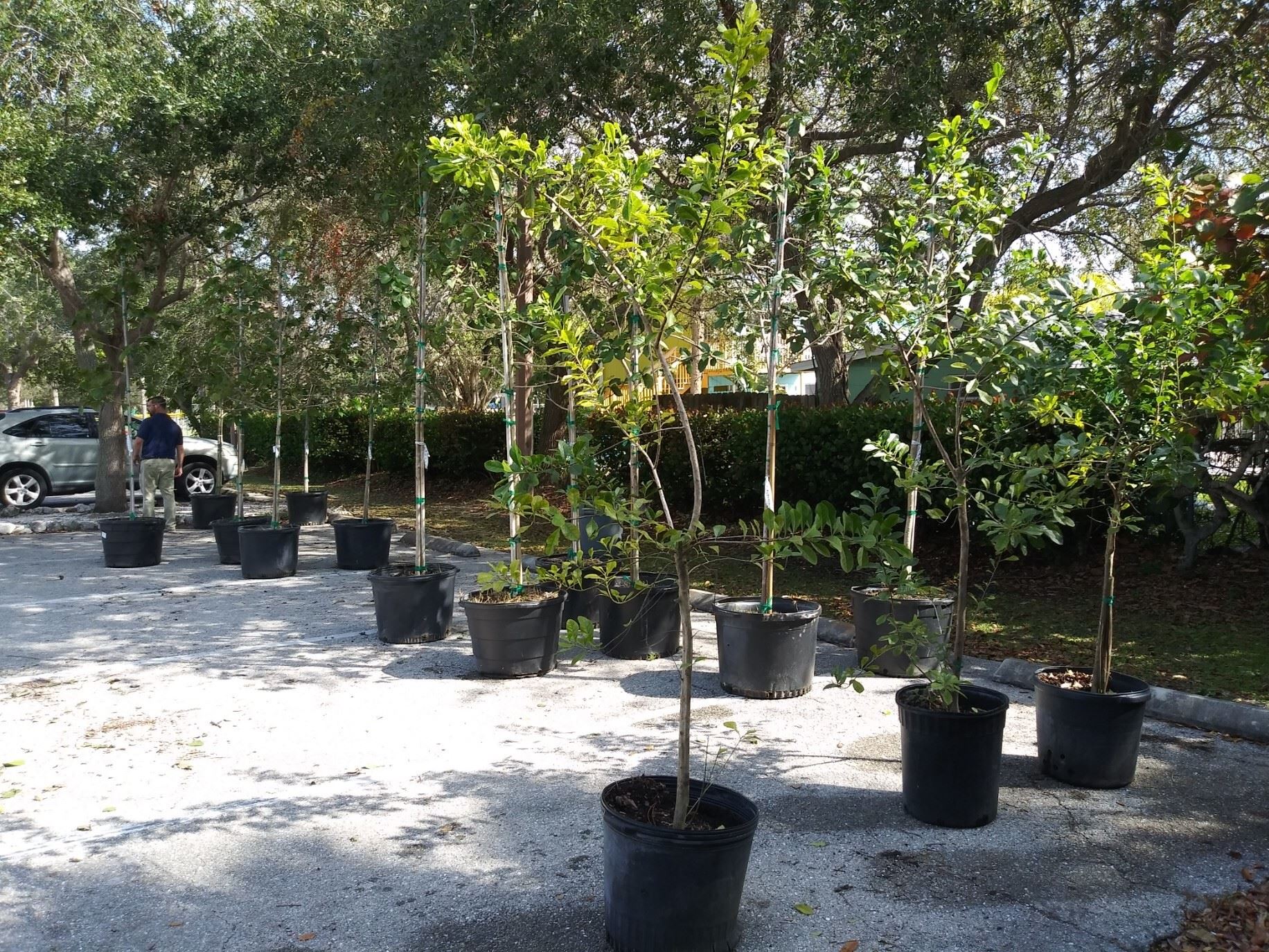 adopt a tree jan 21 22 trees