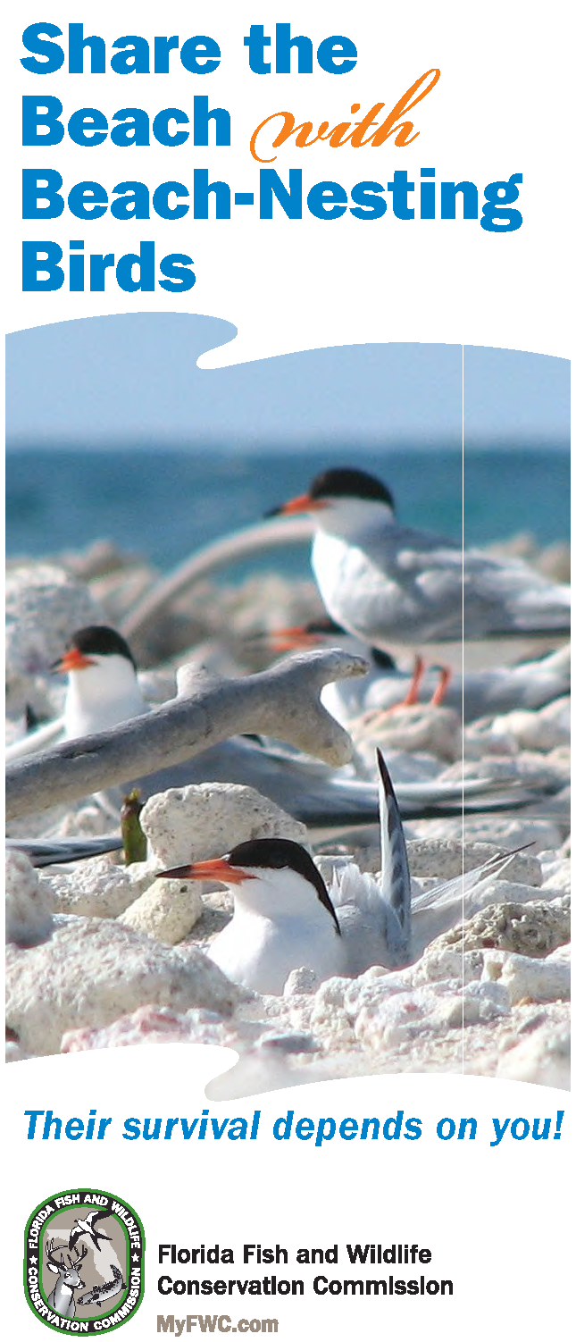 beachnestingbirdsbrochure_Page_1